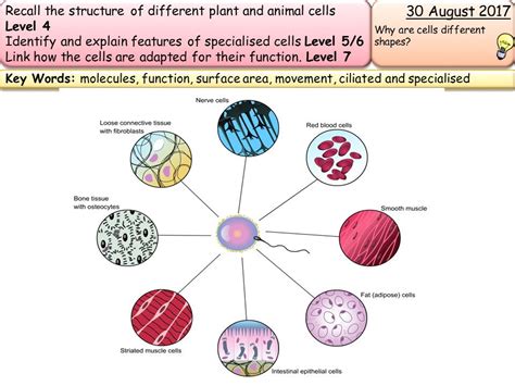 (the reproductive cells have no walls). New AQA GCSE Biology- cells topic | Teaching Resources