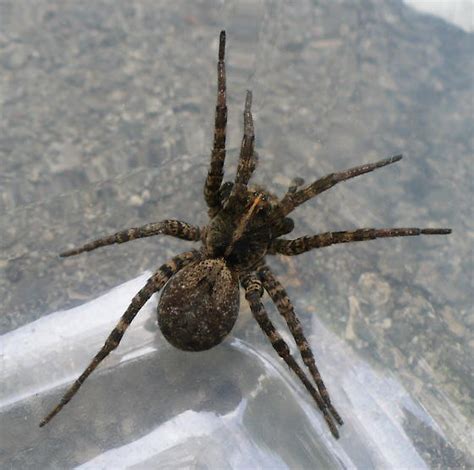 Huge Wolf Spider Of Some Kind Tigrosa Georgicola Bugguidenet