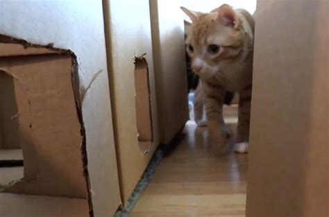 Watch Cat Owner Turns 50 Boxes Into Elaborate Maze