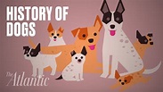 How Were Domestic Dogs Created