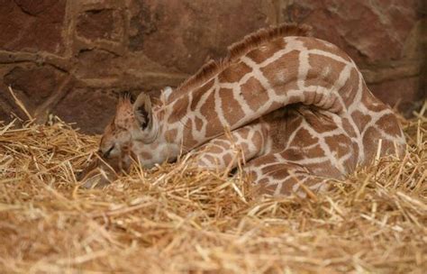 Baby Giraffe Tries Out His New Very Long Legs Zooborns