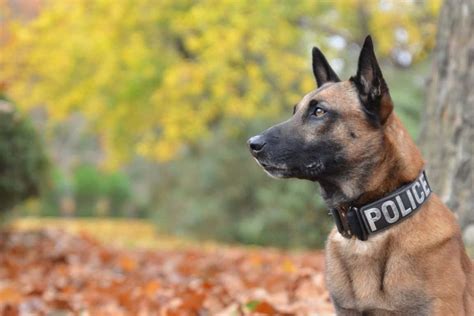 Types Of Police Dogs 6 Breeds That Serve And Protect Elawtalk