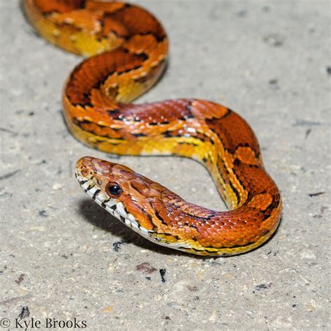 Corn Snake Wrapping Around A Thick Branch