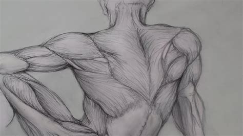 Male Muscular Anatomy Sketch