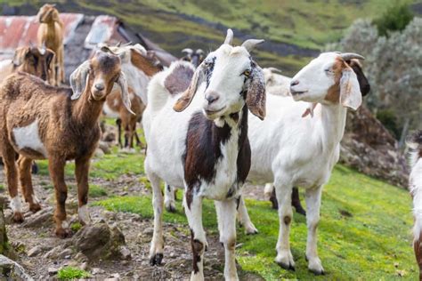 Indian Goat Breeds A Comprehensive Information Guide