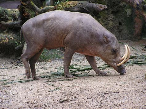 North Sulawesi Babirusa Facts Pictures And Information