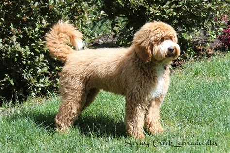 Please fill out the following application thoroughly and accurately. Spring Creek Australian Labradoodle Puppies | Labradoodle ...