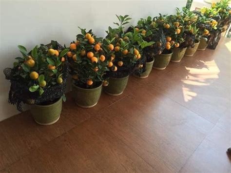 Kiat Kiat Ang Lucky Fruit Ng Grafted Fruits And Flowers Facebook