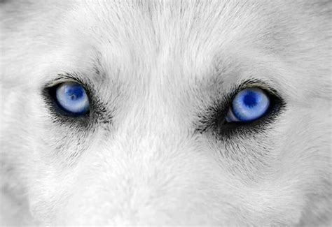 Just Beautiful The White Wolf Động Vật