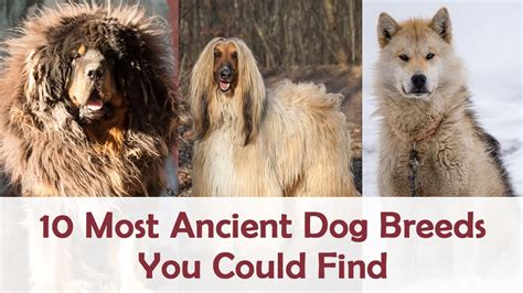 10 Most Ancient Dog Breeds You Could Find Youtube