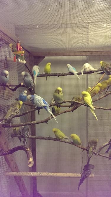 The perfect pets for big or small. English Budgies For Sale