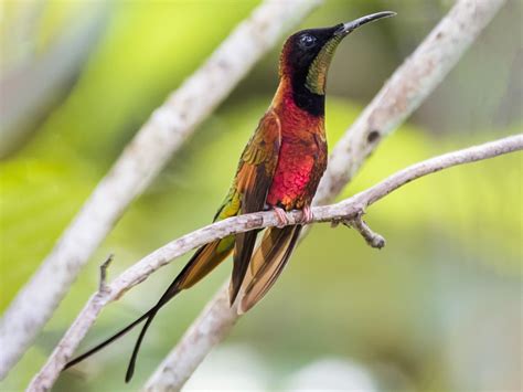 Crimson Topaz Topaza Pella Birds Of The World Hummingbird Pictures