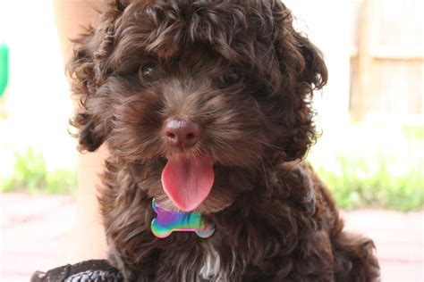 Located in nelsonville, oh, this breeder has puppies for purchase on a consistent basis. Chocolate cockapoo | Cockapoo puppies, Poodle mix, Cockapoo