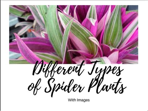 9 Different Types Of Spider Plants With Images Asian Recipe