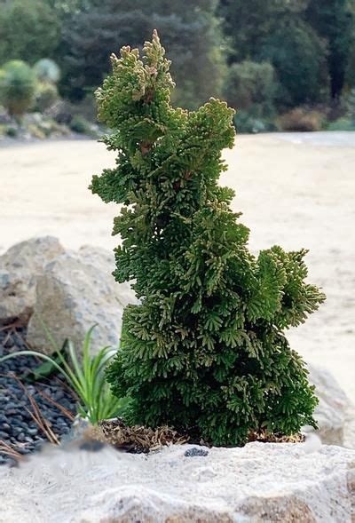 Dwarf Conifers For Saleevergreen Shrubsbuy Plants Onlinedwarf