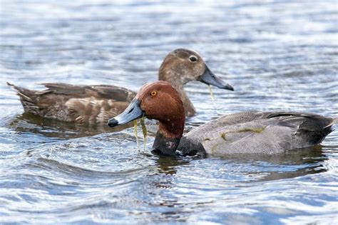 Redhead Ducks Unlimited Canada