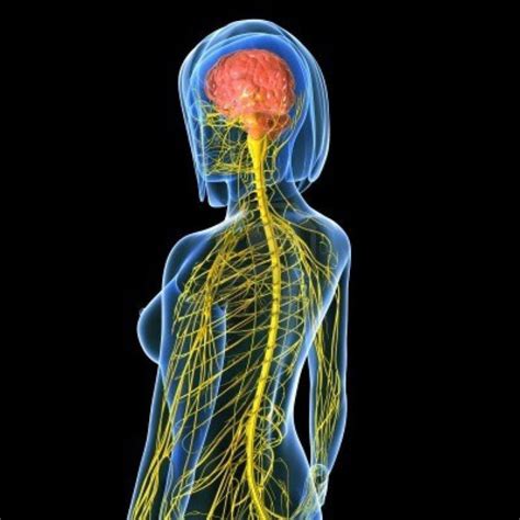 Sistema Nervioso Funciones Del Sistema Nervioso Nervioso