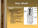 PPT - Chapter 5: Hair PowerPoint Presentation, free download - ID:1103045