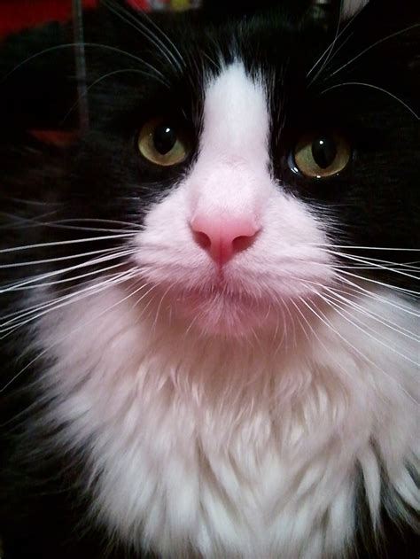 140 Best Images About Tuxedo Cat On Pinterest Cats Evelyn Nesbit And