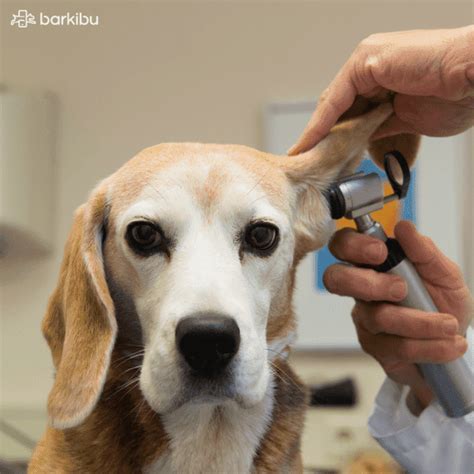 Otitis En Perros S Ntomas Causas Y Tratamiento Barkibu