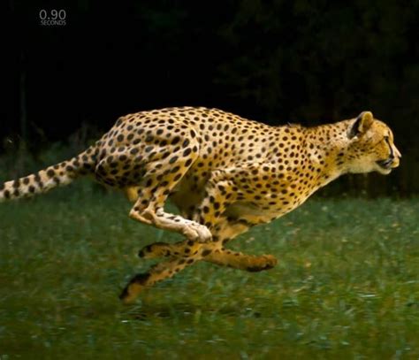 Cheetah Running By Deviantferrick On Deviantart Artofit