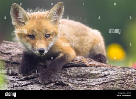 American Red Fox Amerikanischer Rotfuchs Stock Photo Alamy
