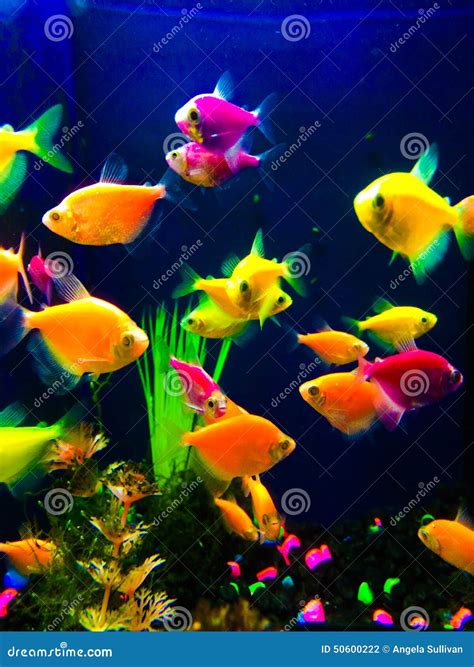 Neon Colorful Fish Aquarium Stock Photo Image 50600222