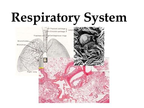 Histology Of The Respiratory System