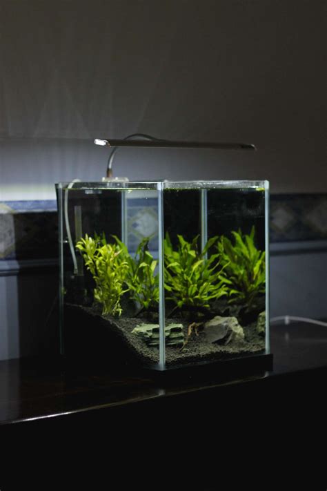 Rimless Aquariums Varied Sizes Aprils Aquarium