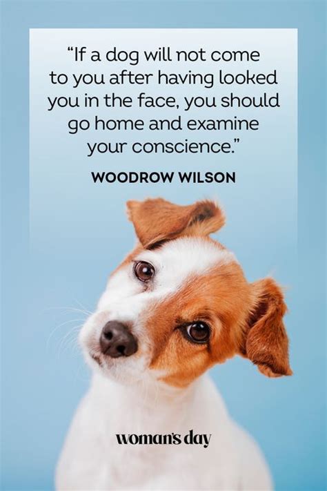 37 Best Dog Quotes Inspirational And Funny Sayings About Dogs