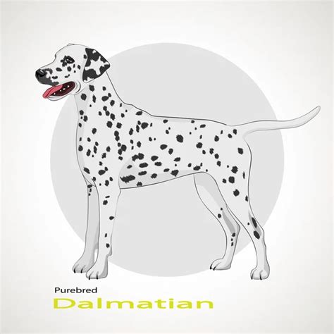 Dalmatian Dog — Stock Vector © Oorka5 4170396