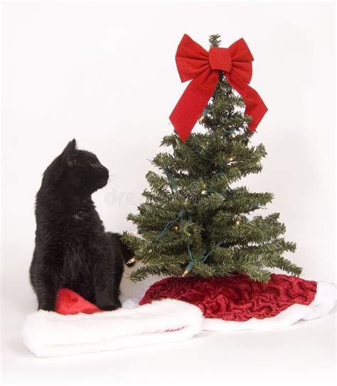 Black Cat Looks At Christmas Tree Royalty Free Stock Photo Image 1545385
