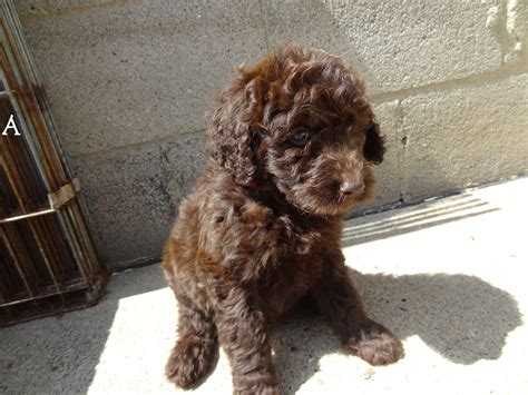 Goldendoodles are designer dogs, a hybrid resulting from breeding two purebred dogs. Standard Goldendoodles for Sale Pennsylvania | Yankee ...