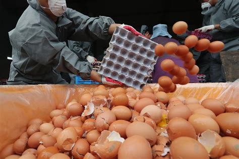살충제 계란 파동 검출 6곳중 5곳 친환경 농장마요네즈도 못 먹을 판 아주경제