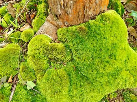 Green Moss Stock Photo Image Of Nature Park Green 78245584