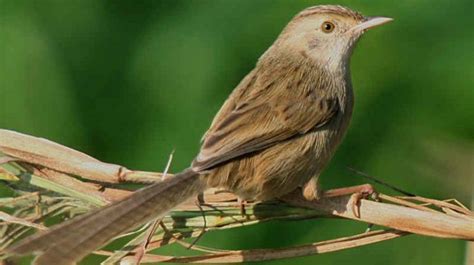 Ciblek memiliki tubuh yang mungil, panjang tubuhnya sekitar 13 cm diukur dari ujung paruh hingga ekornya. Burung Ciblek Kristal Jantan - Cara Melihat Ciri Burung ...