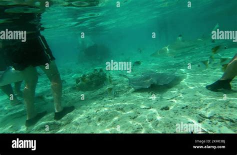 Swim With Stingrays Stock Videos And Footage Hd And 4k Video Clips Alamy