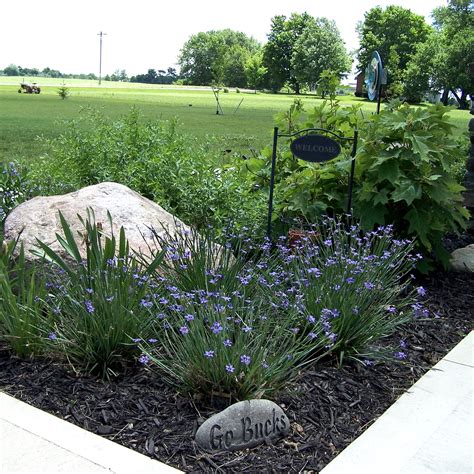 sisyrinchium angustifolium lucerne 3qt blue eyed grass scioto gardens nursery