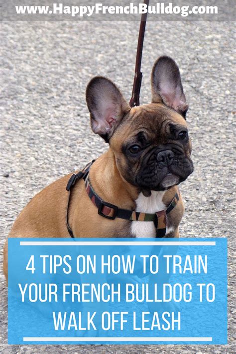 4 Tips On How To Train Your To Walk French Bulldog Off Leash Bulldog