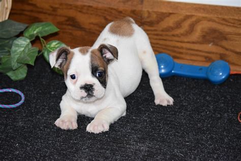 Beabull Puppy For Sale Millersburg Ohio Male Donald Ac Puppies Llc