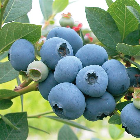 Largest Sweetest Blueberries For Us Pacific Nw Gardens General Fruit