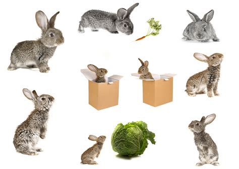 Wallpaper Rabbits Carrots Cabbage Rabbit Mouse Hare Box Mammal