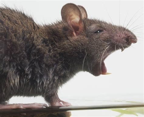 Mutant Super Rats Overrun Liverpool And Theyre Immune To Poison
