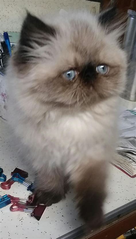 Himalayan Persian Cats For Sale Portland Or 318657