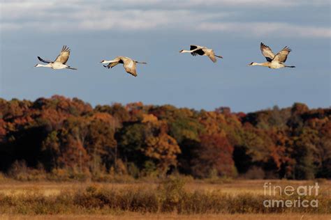 Sandhill Crane Flight With Autumn Colors In Crex Meadows Photograph By