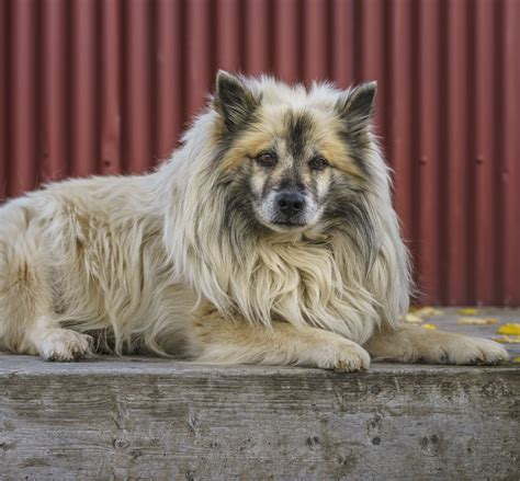Icelandic Sheepdog Dog Breed Characteristics And Care
