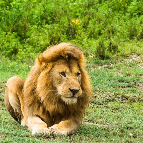 Magnificent Male Lion Stock Photo Image Of Hunt Lion 2330682