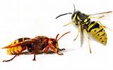 Images of Wasp Vs Hornet