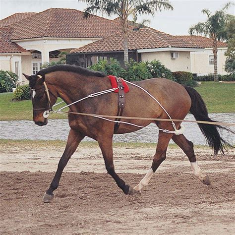 Pessoa Lunging System Schneiders Saddlery