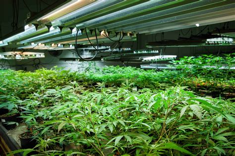 How To Design Grow Rooms For Your Plants | BioEnergy Consult